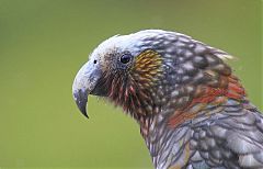 New Zealand Kaka